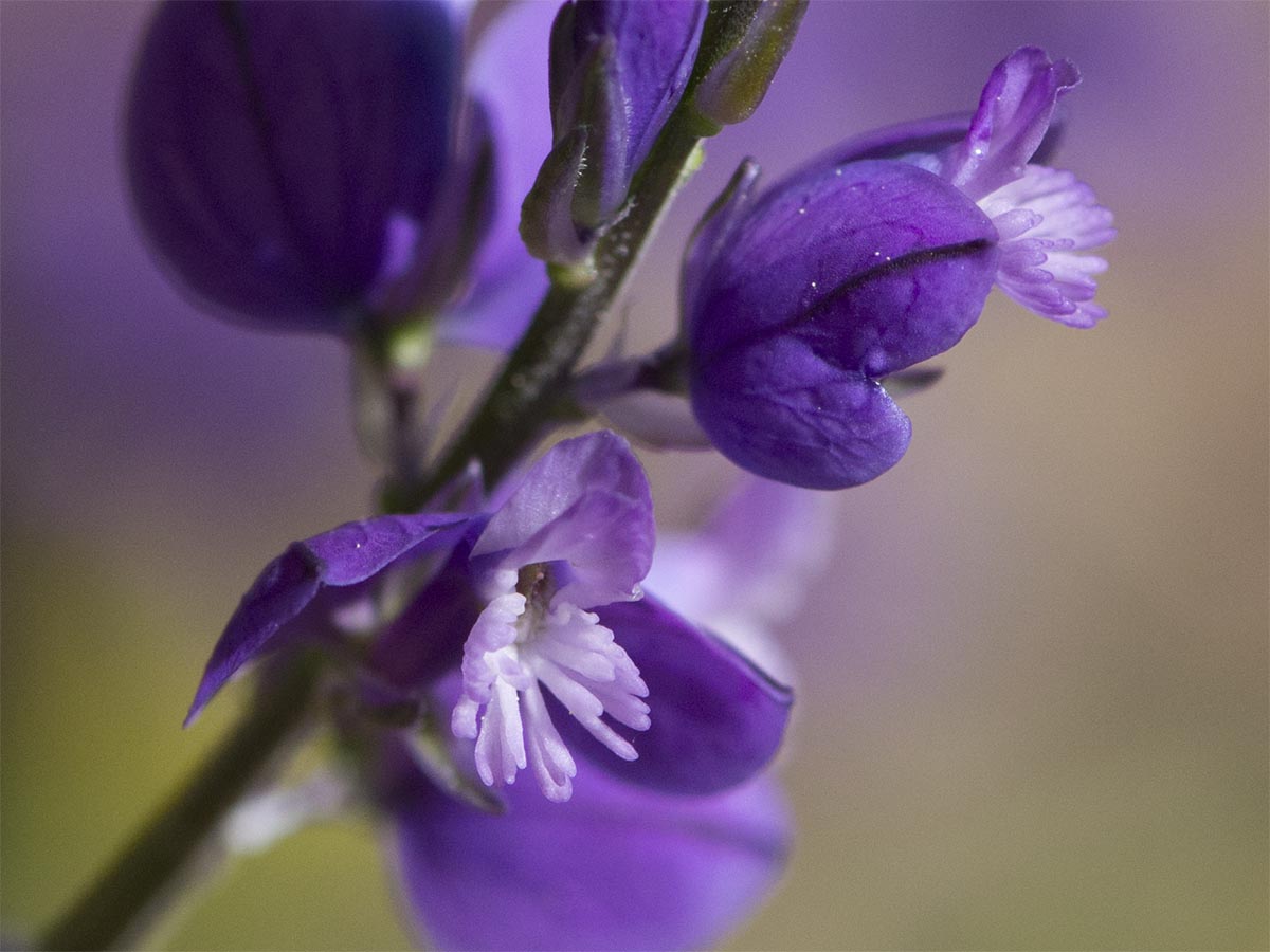 Polygala nicaeensis